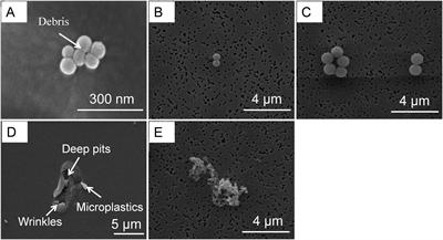 Influence of microplastics on the structure and function of deep-sea communities during long-term enrichment processes